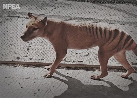 Thylacine Tasmanian Wolf |Tasmanian Tiger, 55% OFF