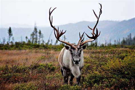 Woodland Caribou: Majestic Mammal with Conservation Challenges