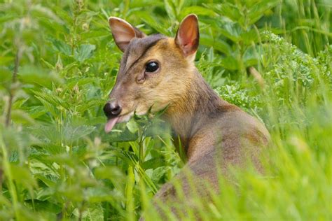 21 Wild Animals in Ireland [Wildlife in Ireland] - Kevmrc