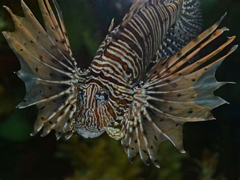 The Online Zoo - Red Lionfish