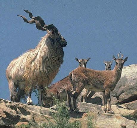 Pakistan Paedia - Fauna and Endangered Wildlife