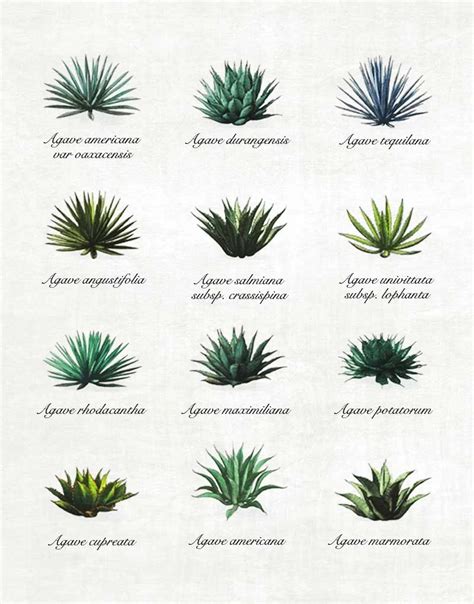 The 12 types of agave and what each brings to the mezcal