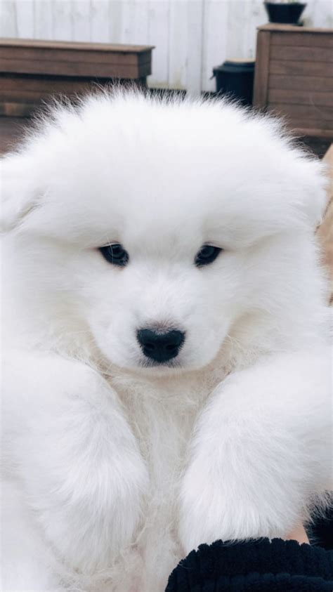 Fluffy Dogs, Fluffy Animals, Animals And Pets, Samoyed Dogs, Pet Dogs ...