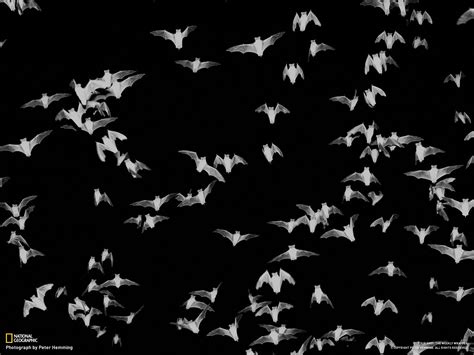 Bats Wallpapers Group (67+)