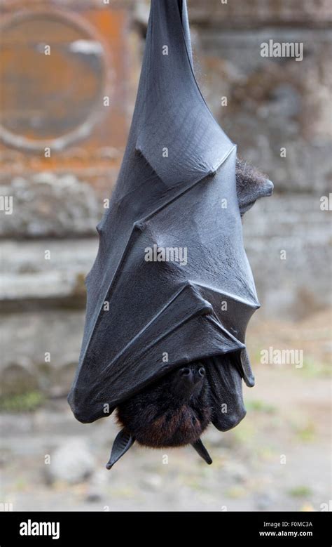 Megabat sleeping hi-res stock photography and images - Alamy