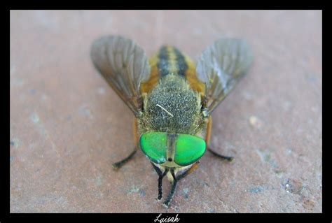 the fly with green eyes II by luisah on DeviantArt