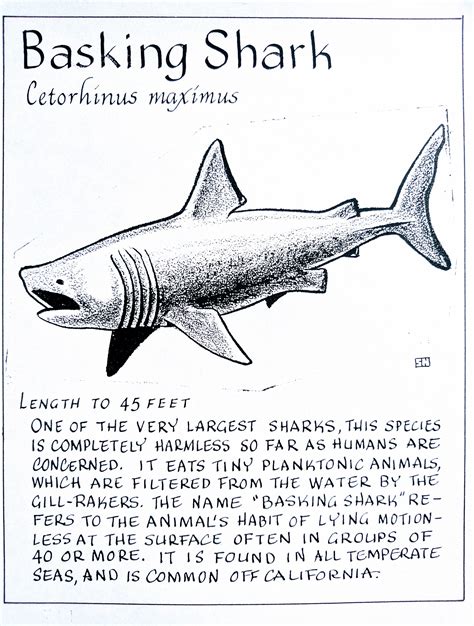 a black and white drawing of a shark with the caption'basking shark