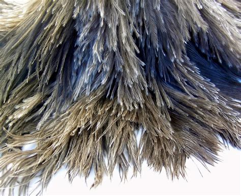 Ostrich Feathers 4 Free Photo Download | FreeImages