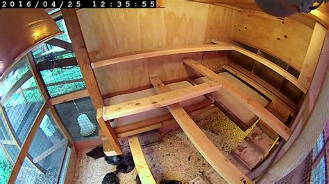 Calculating roost or perch space per chicken in a coop? | BackYard ...