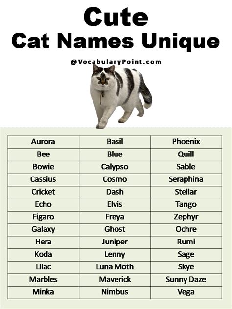 Most Popular Cute Cat Names - Vocabulary Point