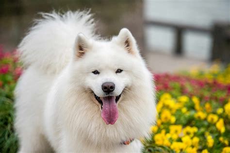 10 Scandinavian Dog Breeds for Cool Climate Living