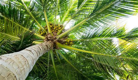 Coconut Plant: Facts, Benefits, How to Grow and Care