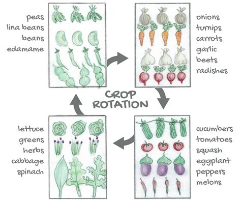 Printable Crop Rotation Chart