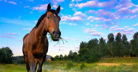 What to Feed Your Barefoot Horse