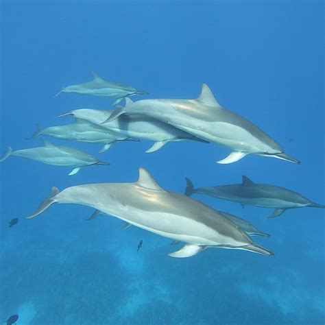 Ocean's mammals at crucial crossroads · GreenFutures