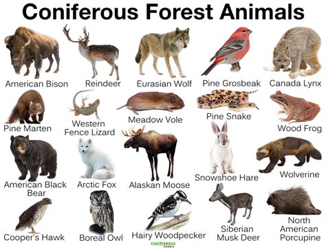 Coniferous Forest Animals: Discover Species of Evergreen Forests