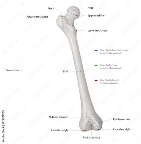 Infographic diagram of human femur bone or leg bone anatomy system ...