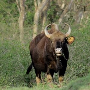 Gaur - Facts, Diet, Habitat & Pictures on Animalia.bio