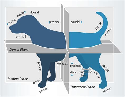 Anatomical Directions (Dog) Diagram | Quizlet