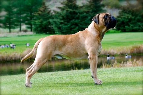 Dog Breed: Information, Tips for Care: Bullmastiff Breed info