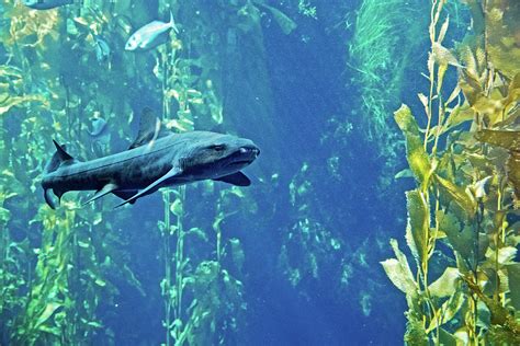 Hammerhead Shark in Kelp Forest in Monterey Bay Aquarium, California ...