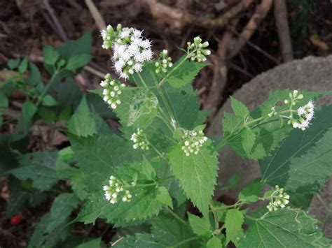 White Snakeroot - A Versatile and Little-Known Wildflower