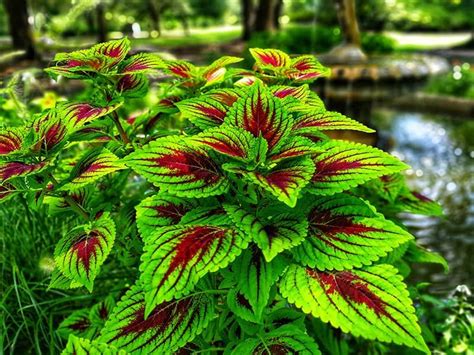 The 19 Best Patio Plants to Brighten Up Your Outdoor Space