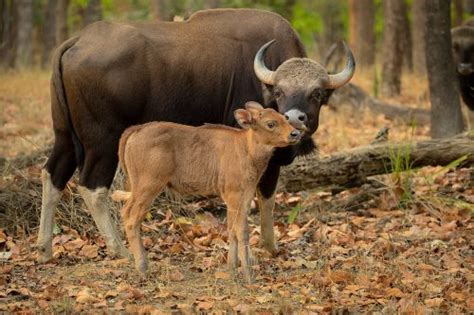 Indian Gaur and Calf - Francis J Taylor Photography