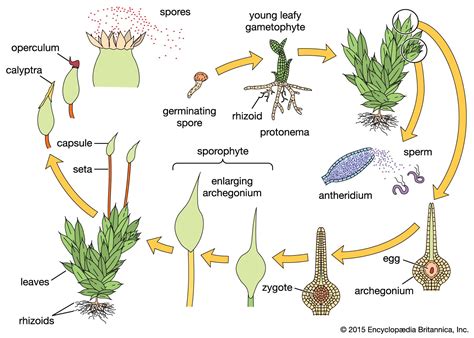 Gametophyte | Definition & Examples | Britannica