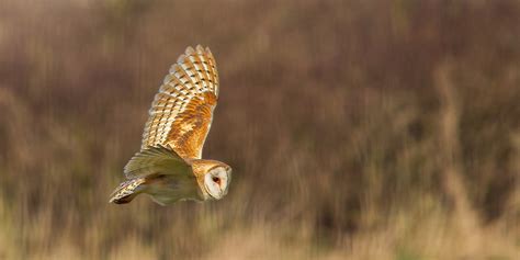 Barn owl in natural habitat | AVForums