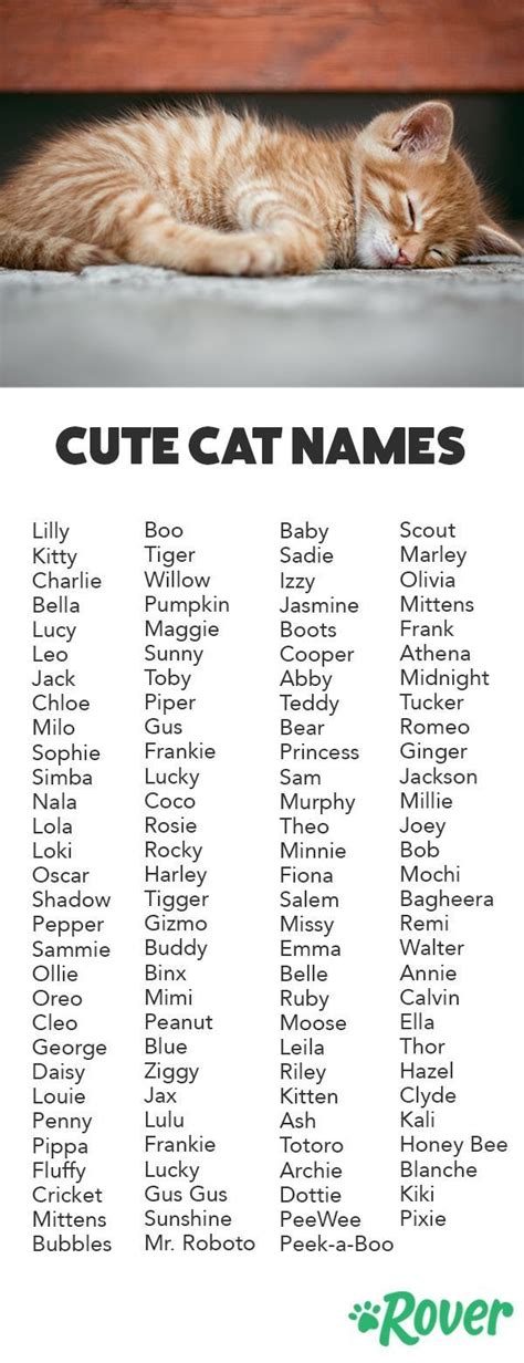 Cute Cat Pet Names