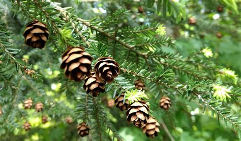 Hemlock Woolly Adelgid: How to Stop It From Killing Hemlock Trees ...