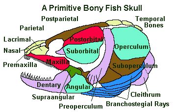 Fish Head Anatomy