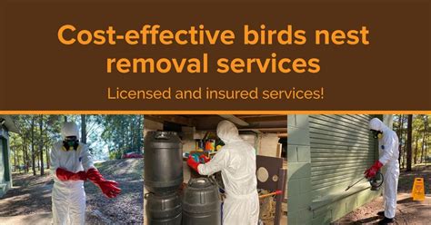 Bird Nest Removal Leongatha South » Alpha Pest Control