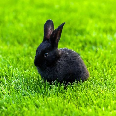 Names For Black Rabbits - 436 Black Bunny Names.