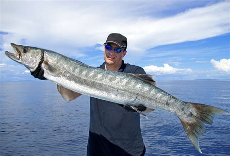 Can You Eat Barracuda and How Does It Taste? - Fishmasters.com