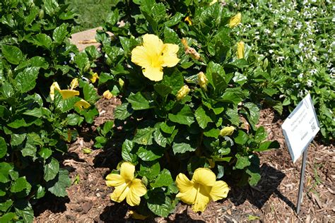 Yellow Hibiscus (Hibiscus rosa-sinensis 'Yellow') in Bloomingdale ...