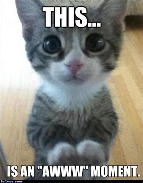 aww meme | Cute cats, Adorable kittens funny, Kittens cutest