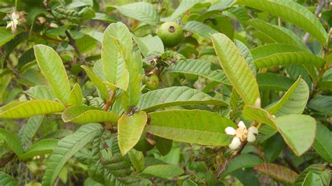 Guava leaves - The leaves with immense medicinal value - Healthyliving ...