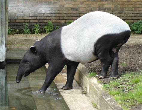 Malayan tapir - Wikipedia