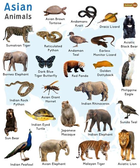 Asian Animals: List with Facts and Pictures