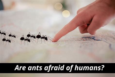 Are Ants Afraid Of Humans? How Ants See Humans