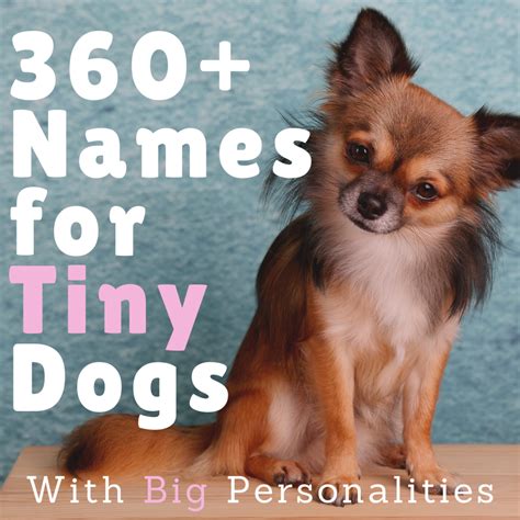 【ベストコレクション】 boy and girl names for dogs that go together 325337-What ...