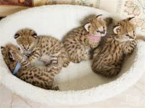 19 best serval cats images on Pinterest | Savannah cats, Big cats and Cats