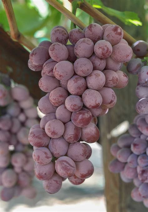 CANDY HEARTS™ - Australian Table Grape Association