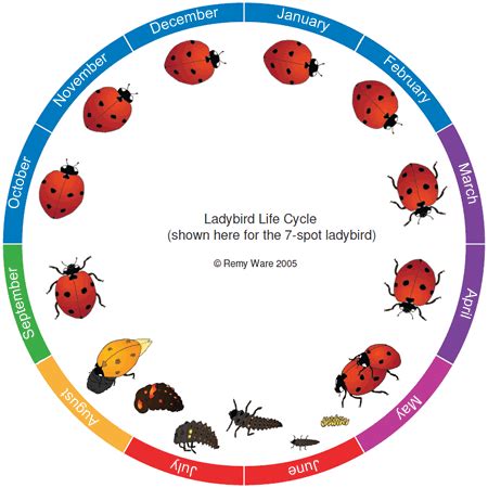 The ladybird life cycle | UK Beetle Recording