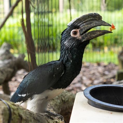 Trumpeter Hornbill - Potawatomi Zoo