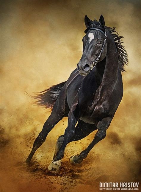 Black Horse Running Wild Photography