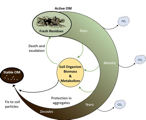 Soil organic matter in cropping systems