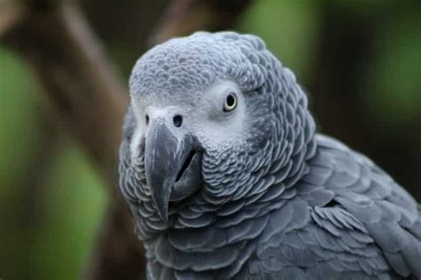 Top 10 Most Endangered Birds